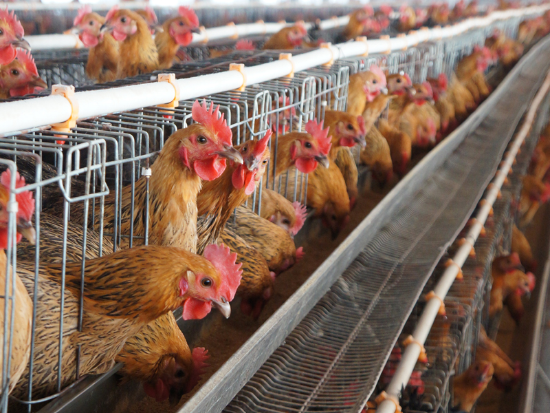 微酸性次氯酸水殺滅新城疫病毒切實有效