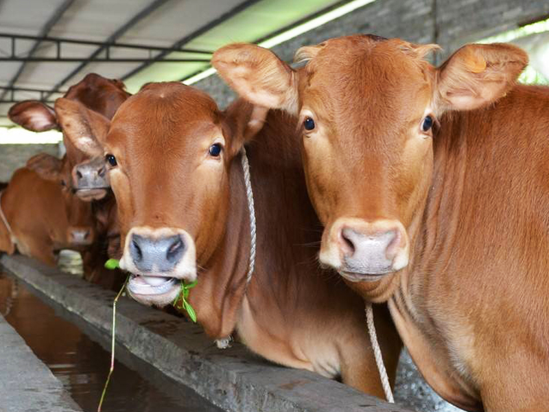 微酸性電解水、次氯酸在畜牧養殖除臭消毒應用